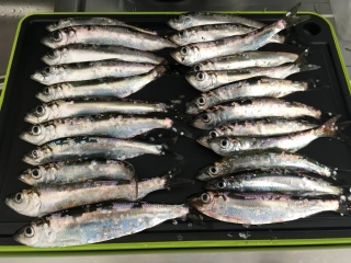 Silakka 490 g