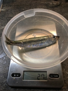 Silakka 27 g