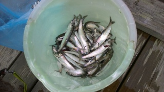 Silakka 3,50 kg
