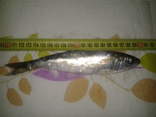 Silakka 52 g