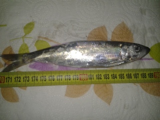 Silakka 50 g