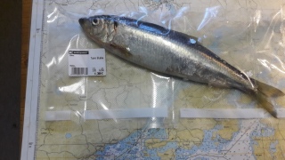 Silakka 350 g
