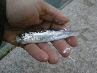 Silakka 31 g