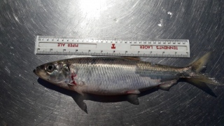 Silakka 400 g