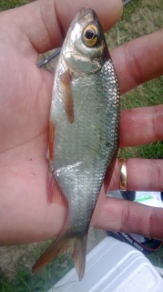 Sorva 35 g