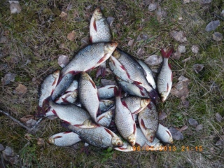 Sorva 3,68 kg