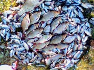 Sorva 21,54 kg