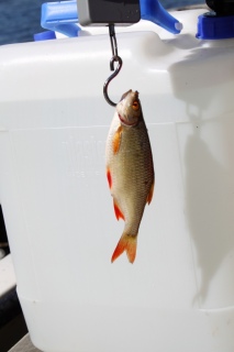 Sorva 120 g