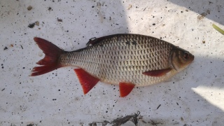Sorva 450 g