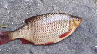 Sorva 400 g