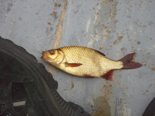 Sorva 350 g