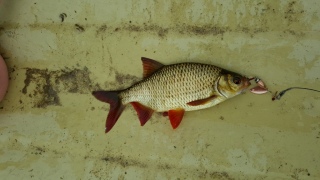 Sorva 320 g