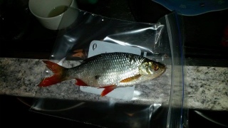 Sorva 60 g