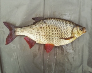 Sorva 770 g