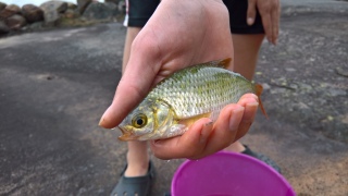 Sorva 90 g