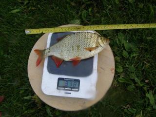 Sorva 338 g