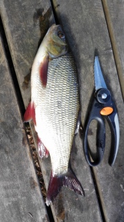 Sorva 300 g