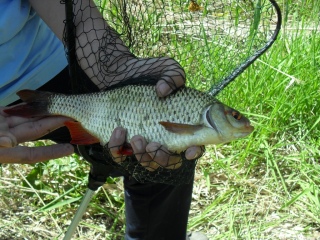 Sorva 330 g