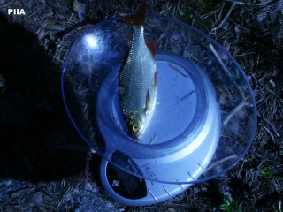 Sorva 55 g