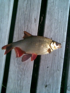 Sorva 350 g