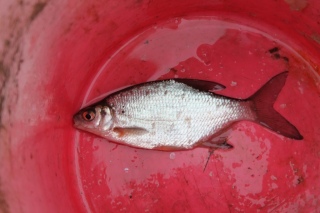 Pasuri 100 g