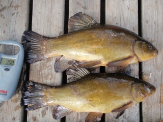 Suutari 2,19 kg