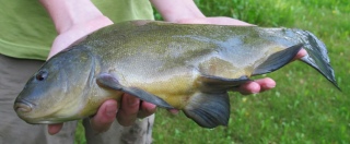 Suutari 1,50 kg