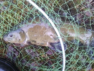 Suutari 1,16 kg