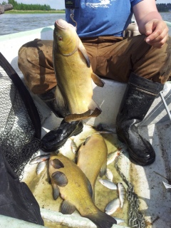 Suutari 1,78 kg