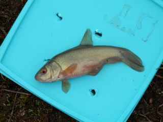 Suutari 30 g
