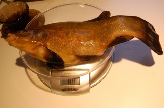 Suutari 800 g