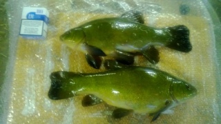 Suutari 1,23 kg
