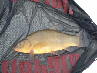 Suutari 2,30 kg