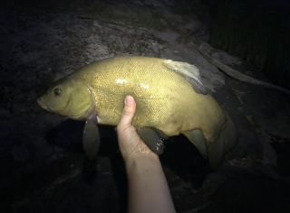 Suutari 2,30 kg