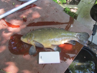 Suutari 1,53 kg