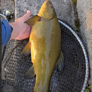 Suutari 1,73 kg