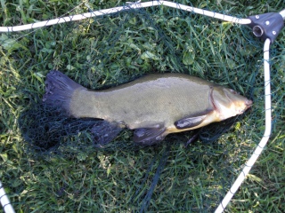 Suutari 1,09 kg
