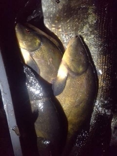 Suutari 1,30 kg