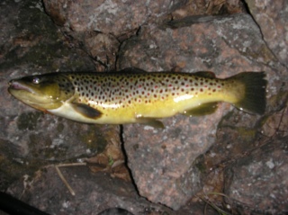 Taimen 1,25 kg