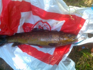 Taimen 1,40 kg