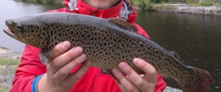 Taimen 1,35 kg