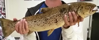 Taimen 2,60 kg
