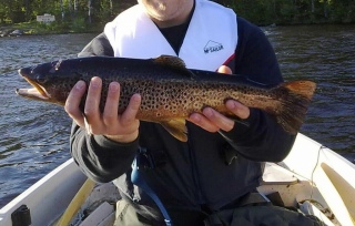 Taimen 1,11 kg