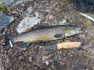 Taimen 1,20 kg