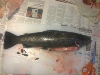 Taimen 1,36 kg