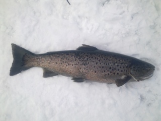 Taimen 1,27 kg