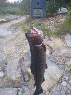 Taimen 1,22 kg