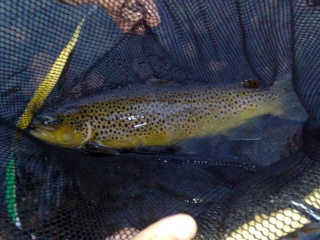 Taimen 1,36 kg