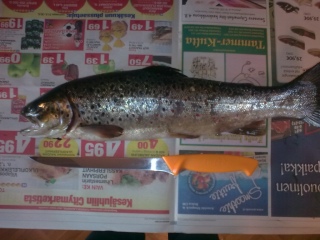 Taimen 1,00 kg