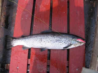 Taimen 1,40 kg